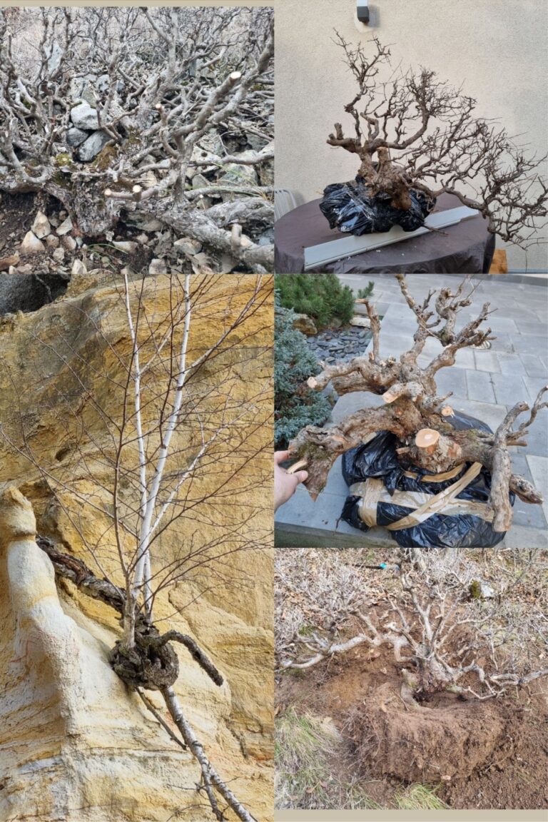 nude aesthetic body care portrait photo collage